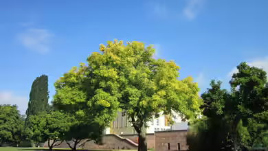 Fraxinus excelsior im Garten pflanzen