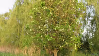 Fraxinus ornus im Gartenteich