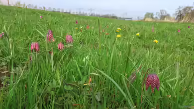 Fritillaria meleagris: Die Schachblume in ihrem natürlichen Lebensraum
