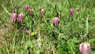 Fritillaria meleagris im Garten pflanzen