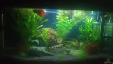 Frodos Partybude (stillgelegt) von Daniel1975Saar