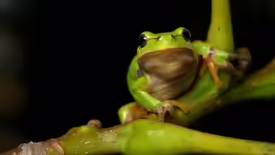 Frösche im Terrarium halten: Das sind die beliebtesten Anfänger-Arten