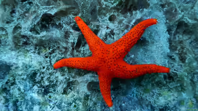 Fromia milleporella im Aquarium halten