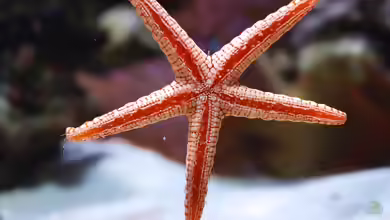 Fromia nodosa im Aquarium halten