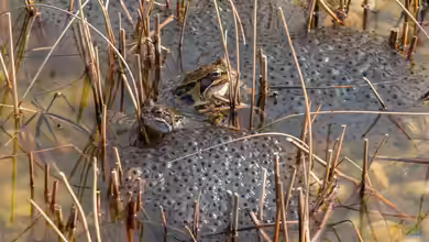 Frosch, Kröte oder Molch? Amphibienlaich im Gartenteich unterscheiden
