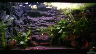 Froschgrotte von LaEy