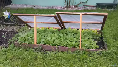 Frühbeet planen: Welche Pflanzen sind geeignet?