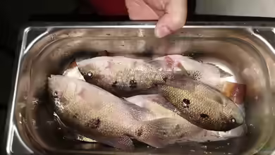 Früher oder später immer ein Thema: Tote Fische richtig entsorgen