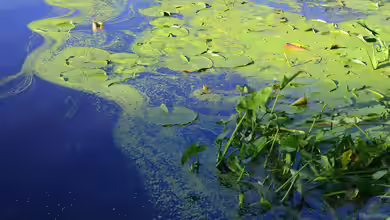 Frühling am Gartenteich: Die ersten Algen