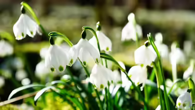Frühlingsblumen im Herbst pflanzen - der perfekte Zeitpunkt für ein blühendes Frühjahr