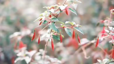 Fuchsien: Pflanzen, pflegen, überwintern und die Blütenpracht im Garten genießen