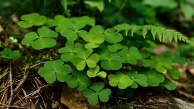 Für Gartenliebhaber oft nur Unkraut: Der Klee
