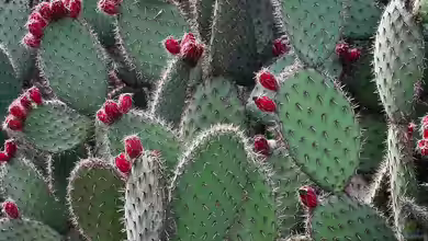 Für trockene Terrarien: Kakteen