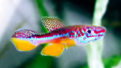 Fundulopanchax avichang im Aquarium halten