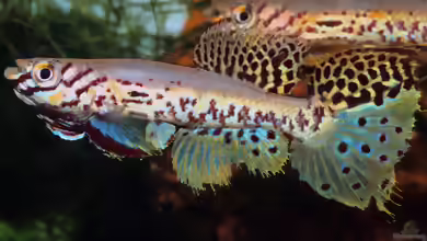 Fundulopanchax fallax im Aquarium halten