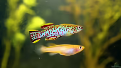Fundulopanchax gardneri im Aquarium halten