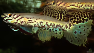 Fundulopanchax kribianus im Aquarium halten