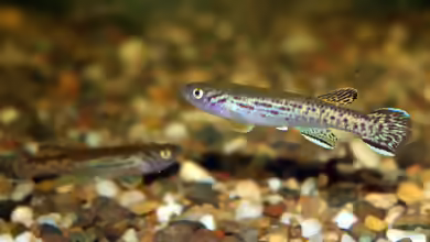 Fundulopanchax marmoratus im Aquarium halten