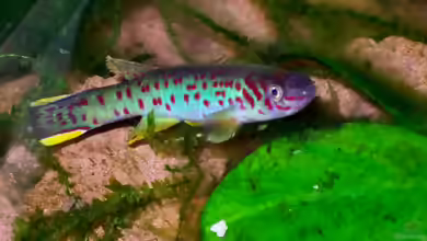 Fundulopanchax scheeli im Aquarium halten