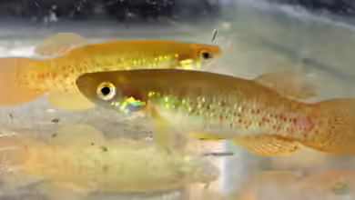 Fundulus chrysotus im Aquarium halten