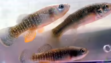Fundulus heteroclitus im Aquarium halten