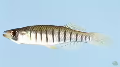 Fundulus lineolatus im Aquarium halten
