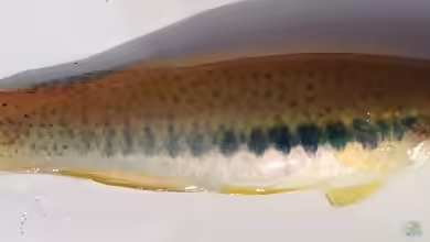Fundulus olivaceus im Aquarium halten