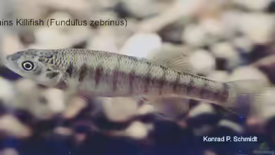 Fundulus zebrinus im Aquarium halten
