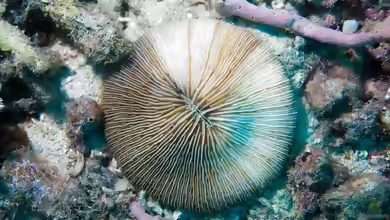 Fungia concinna im Aquarium halten