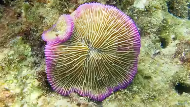 Fungia fungites im Aquarium halten
