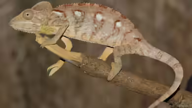 Furcifer oustaleti im Terrarium halten