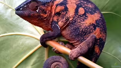 Furcifer pardalis im Terrarium halten