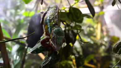 Furcifer Pardalis von fischgarage