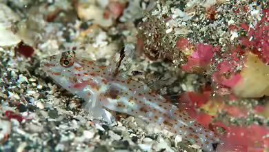 Fusigobius duospilus im Aquarium halten