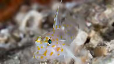 Fusigobius inframaculatus im Aquarium halten