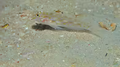 Fusigobius longispinus im Aquarium halten