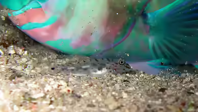 Fusigobius maximus im Aquarium halten