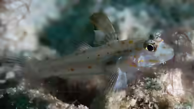 Fusigobius melacron im Aquarium halten