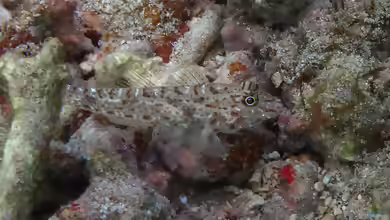 Fusigobius neophytus im Aquarium halten