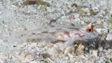 Fusigobius signipinnis im Aquarium halten