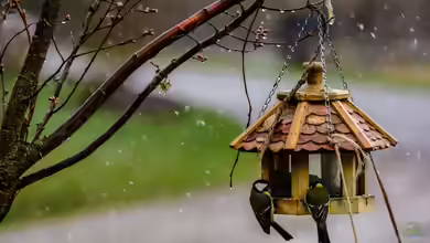 Futterhäuschen für Vögel im Garten - Arten, Materialien, Standort und richtige Vogelfütterung im Jahresverlauf