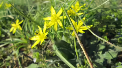 Gagea villosa im Garten pflanzen