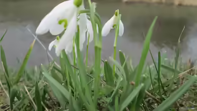 Galanthus nivalis am Gartenteich pflanzen