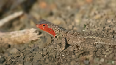 Galapagos-Lava-Eidechse im Terrarium halten