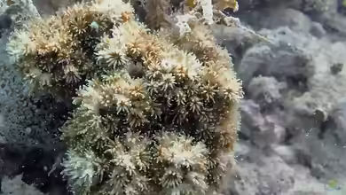 Galaxea acrhelia im Aquarium halten