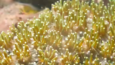 Galaxea astreata im Aquarium halten