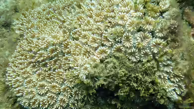 Galaxea fascicularis im Aquarium halten