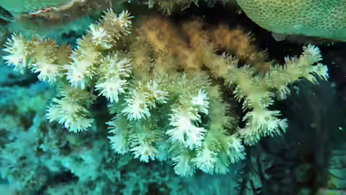 Galaxea horrescens im Aquarium halten