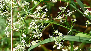Galium album im Garten pflanzen