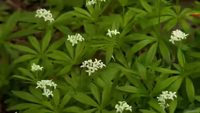 Galium odoratum im Garten pflanzen